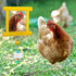 Lnngub 1pc 2pcs Chicken Toys - Hanging Bell Parrot Chicken Swing Mirror + Beak Grinding Stones for Enrichment, Perfect
