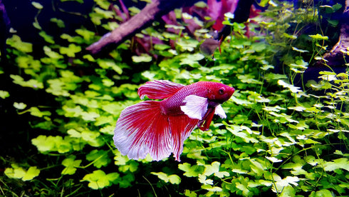 Betta Water Conditioner 4.22 Oz - Treats 660 Gallons, Neutralizes Chlorine and Ammonia for Betta Fish