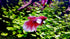 Betta Water Conditioner 4.22 Oz - Treats 660 Gallons, Neutralizes Chlorine and Ammonia for Betta Fish