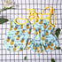 Pet Clothes, Summer Fruit Dog T-Shirt & Skirt Dress for Small Dogs & Cats (M-Back Length 30cm, Pineapple)