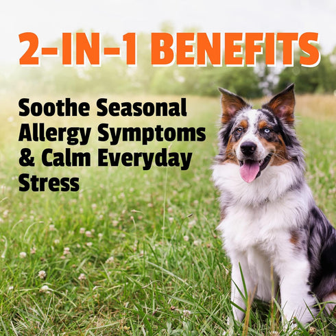 Pet Naturals Allergy Plus Calming Supplement for Dogs - Soft Chew Duck Flavor, 60 Ct.