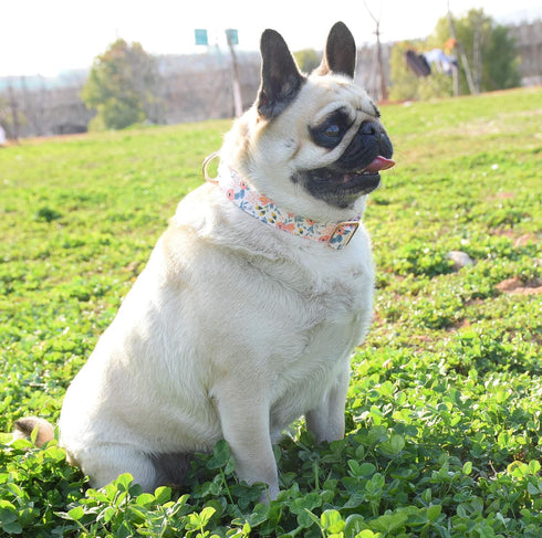 Metal Buckle Dog Collar, Durable Adjustable Soft Collar for Small Medium Large Dogs (M(13-18in), Flower3)