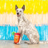 Fringe Studio Plush Dog Toy, Muttchelada, Pet Shop Collection (314162)