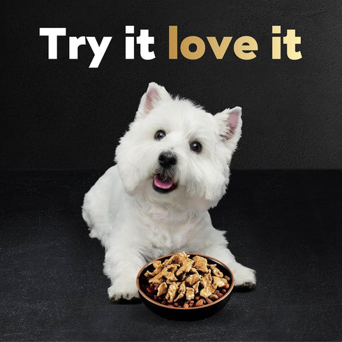 Cesar Filets in Gravy Wet Dog Food, Wood-Grilled Chicken Flavor, 1.76 oz Mini-Pouch, 20 Pack
