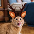 Beaupretty Christmas Hat for Cat Pet Deer Costume, Adjustable Antler Headband for Dog Reindeer Cosplay