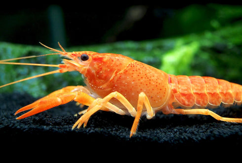 Aquatic Arts 1 Female Neon Red Crayfish | Live Freshwater Aquarium Lobster