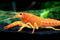 Aquatic Arts 1 Female Neon Red Crayfish | Live Freshwater Aquarium Lobster