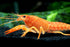 Aquatic Arts 1 Female Neon Red Crayfish | Live Freshwater Aquarium Lobster