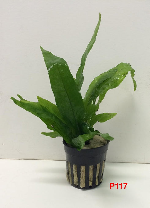 Jayco Buy2get1free,same Ps117, plant Java Fern, Microsorum Pteropus Potted Plant Live Aquarium Plant