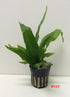 Jayco Buy2get1free,same Ps117, plant Java Fern, Microsorum Pteropus Potted Plant Live Aquarium Plant