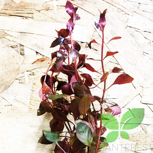 PLANTEREST BUY2GET1FREE Ludwigia Repens Rubin Super Red Ruby Bundle Live Aquarium Plant Stems Decorations