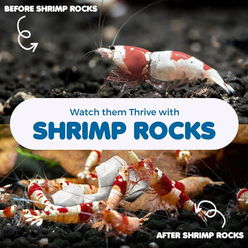 SunGrow Shrimp Rocks, 4 Ounce for Crayfish, Snails, and Ghost Shrimps