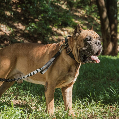 EXCELLENT ELITE SPANKER Tactical Dog Collar Military Adjustable Heavy Duty Training Collar with Metal Buckle