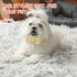80 Pcs Dog Bows, Assorted Pattern Bow Ties for Small Dogs, Dog Bowtie Collar Bows for Small Medium Puppy Pet