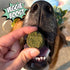 Chippin Natural Dog Treat - Spirulina, Kale, Carrots, Crunchy Vegan Biscuit for Puppies, Seniors, Hypoallergenic