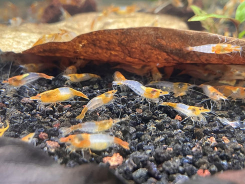 (10 (+1)), Orange Rili Shrimps Live Freshwater Shrimp Aquarium Neocaridina Inverts RCS Clear,Orange,Random