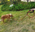 MayPaw Heavy Duty Rope Dog Leash, 3/4/5/6/7/8/10/12/15 FT Nylon Pet Leash, Soft Padded Handle, Thick Lead for Large