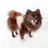 Full-Body Dog Diaper Onesie for Small Breeds