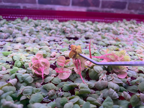 Generic (60+ Red Root Floater Live Aquarium Plants, Phyllanthus Fluitans Leaves)