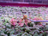 Generic (60+ Red Root Floater Live Aquarium Plants, Phyllanthus Fluitans Leaves)
