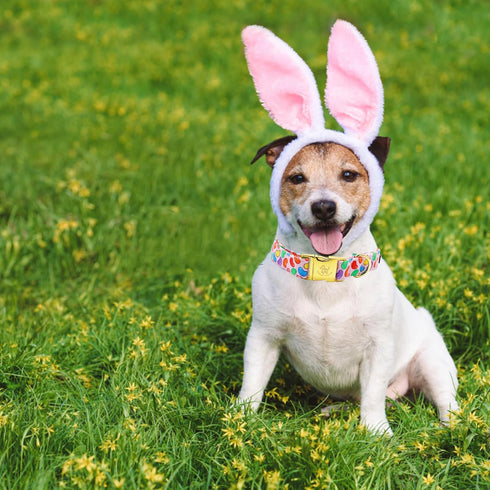 Elegant Little Tail Easter Dog Collar, Colorful Candy Print Adjustable Collar for Medium Dogs