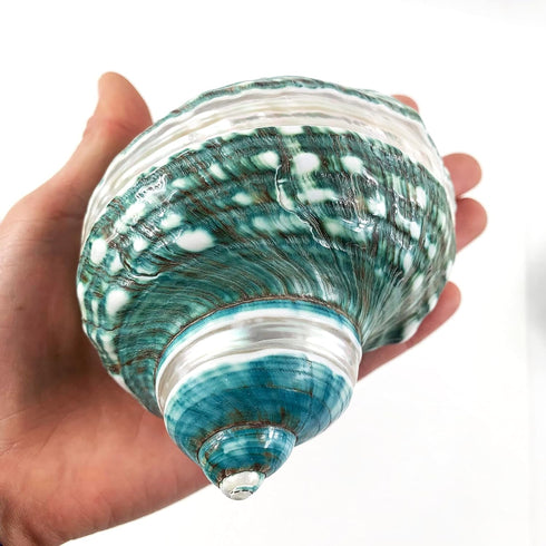 Heyiwell Natural Large Jade Banded Turbo Seashells&Hermit Crab Shells 3.5"~4.5" Inch