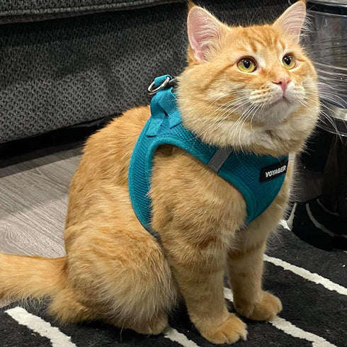 Best Pet Supplies No Pull Harness - All Weather Mesh, Reflective for Small, Medium Dogs, Cats - Turquoise, XXS
