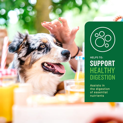 VetIQ Probiotic Supplement for Dogs, 60 Count Digestive Support, Nourishes Gut Bacteria, Hickory Smoke Flavor