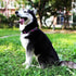 KISSBAK Medium Dog Collar, Soft Adjustable Floral Design for Cute Girl Puppy Dogs (M, Floral)