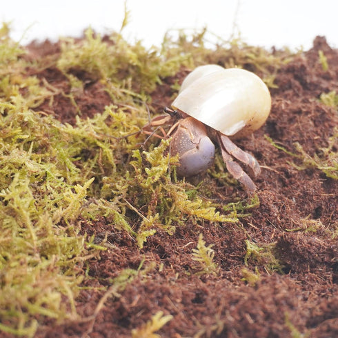 Begeterday 3PCS, 2PCS 15oz 1PCS 3.5oz Hermit Crab Accessories Include Coco Coir Brick, Moisture-Retaining Substrate