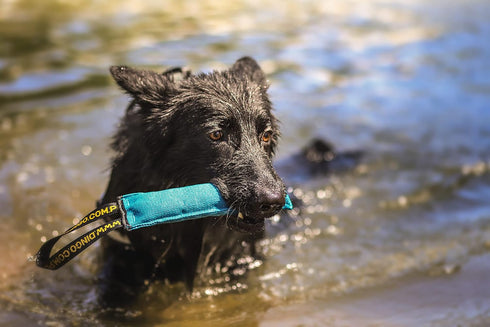 Dingo Dog Tug Toy with Handle, Dog Bite Pillow for Tug of War, Colorful Cotton, Size L, Z30002