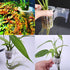 Obotsnoi Plant Stand Holder for Decorative Cups Aquariums for Water Emersed Decorations Bulk Aquarium Wall
