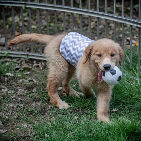 CuteBone Dog Belly Bands for Male Dogs, Washable Doggie Diapers DM06M