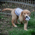 CuteBone Dog Belly Bands for Male Dogs, Washable Doggie Diapers DM06M