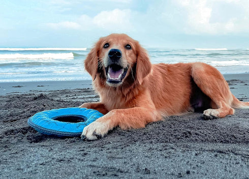 SuperChewy Tough Floating Dog Water Toy, Strong Natural Rubber, Durable Fetch Toy for Non-Aggressive Chewers
