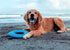 SuperChewy Tough Floating Dog Water Toy, Strong Natural Rubber, Durable Fetch Toy for Non-Aggressive Chewers