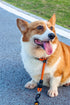 Dog Slip Collar, No Pull Choker for Training, Adjustable Martingale Collar for Small Medium Large Dogs, Orange, L (25