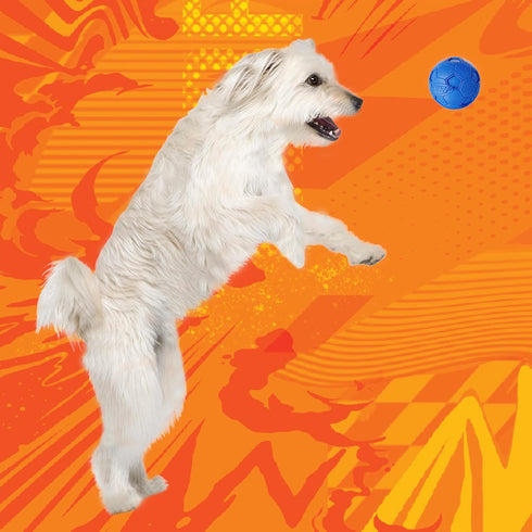 Nerf Dog Soccer Ball Toy, Interactive Squeaker, 2.5 Inches, Medium/Large Breeds, Two Pack, Blue & Red