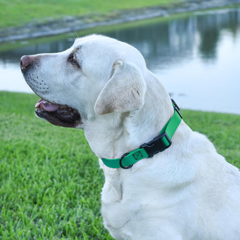 Dogline Biothane Waterproof Dog Collar with Quick Release Buckle, Fits Small to Large Dogs, Teal 1" W 15-23" L