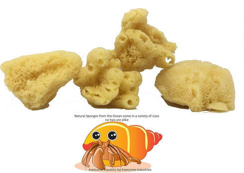 Awesome Aquatic 4 Pack 4 Natural Jumbo Hermit Crab Sponges Natural Sea Sponge Maintains Providing Humidity Helps