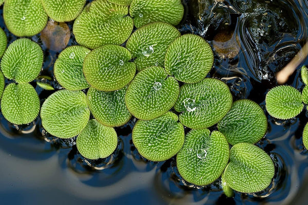 TMD Fishkeeping 50 Water Spangles (Salvinia Minima) Live Floating Plants for Aquarium or Pond