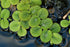 TMD Fishkeeping 50 Water Spangles (Salvinia Minima) Live Floating Plants for Aquarium or Pond