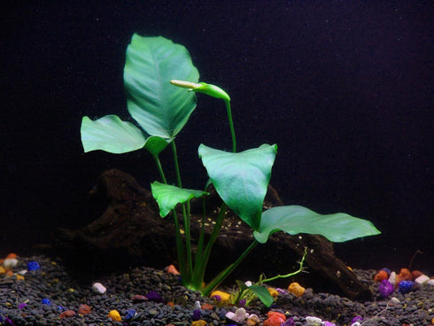 AquaLeaf Aquatics 30+ 8 Stems - Species - - Anacharis, Amazon, Rotala, Ludwigia and More!