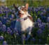 Lionheart Glory Floral Print Dog Collar, Adjustable Soft Collar for X-Small Dogs, Blue Spring Design