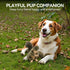 Classic Squirrel Pet Toy for Small Dogs