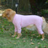 Lovelonglong Four Feet Dog Lightweight Pajamas, Pure Cotton Dog Jumpsuits T-Shirt for Large Medium Small Dogs (Pink XS)