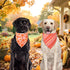 Agroon 3PCS, 6 Thanksgiving Dog Bandanas XLarge Pattern Fall Scarf for Boy and Girl, Pumpkin Leaves Rugby Triangle