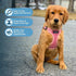 Best Pet Supplies Voyager Adjustable Dog Vest Harness - No Pull, Breathable for Small, Medium, Large Dogs, Pink, M