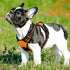 Eagloo Small Dog Harness, No Pull Service Vest with Reflective Strips, Adjustable Comfortable No Choke Pet Harness,