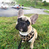 Parisian Pet Adjustable Leopard Print Dog Harness - 100% Mesh Fabric Vest for Medium Sized Dogs and Outdoor Adventures